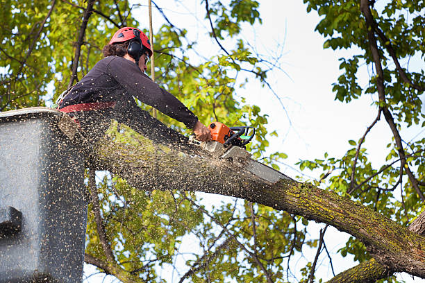 Best Lawn Watering Services  in Waverly, IL